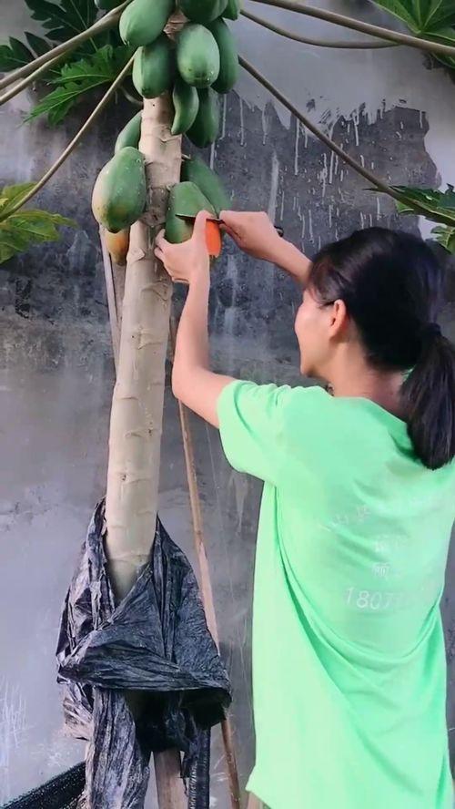 吃瓜吃到树上,意外吃瓜吃到树上，揭秘瓜农的奇妙世界