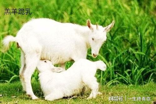 小羊吃瓜铺,探寻绿色生态美食之旅