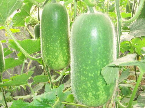 吃瓜资源整棵,带你领略娱乐圈的幕后风云