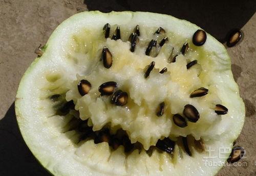 吃瓜籽瓜种,探寻瓜类植物的种植奥秘