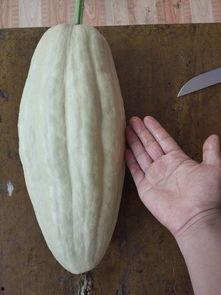 吃瓜叶子颖,瓜田里的璀璨明星