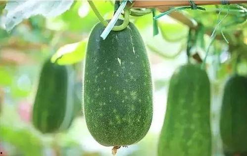 啥人吃啥瓜,不同人群的独特“吃瓜”偏好