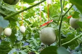 网纹瓜裂缝可以吃吗,能否放心食用？