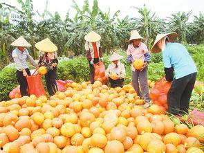 宾阳县吃瓜,瓜果飘香，品味田园生活