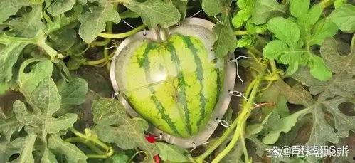 为什么都在吃瓜,为何全民热衷于围观热点事件？