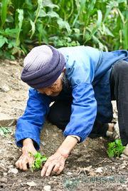 老人吃瓜突然死亡,老人吃瓜意外离世引发食品安全关注