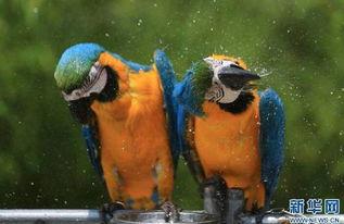 带你吃瓜动物照片,趣味横生的瞬间捕捉