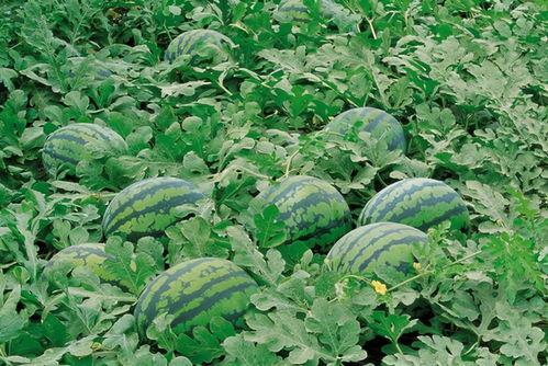 中德英伦联邦吃瓜,跨界吃瓜，全球视角下的文化交流盛宴