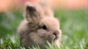 兔兔吃瓜君,揭秘网络红人的瓜田奇遇