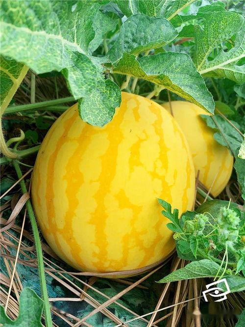 上哪免费吃瓜,畅享网络盛宴的秘密通道