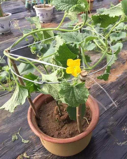 银瓜什么季节吃,夏季消暑佳品，清凉一夏的甜蜜选择