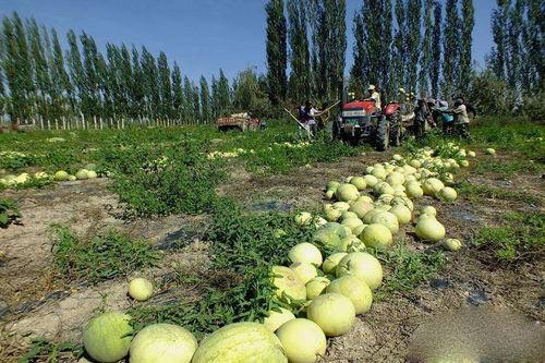 吃瓜满地爬,揭秘娱乐圈的八卦风云