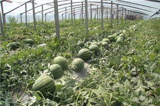 临朐吃瓜大队在哪,揭秘瓜乡里的欢乐生活圈