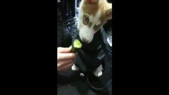 吃瓜狗视频大全,欢乐搞笑瞬间，带你领略萌宠魅力