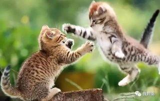 猫咪看人类吵架吃瓜,看人类吵架，吃瓜群众一枚