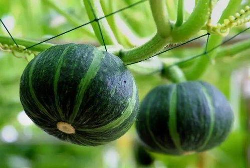 房产金牌销售吃瓜,揭秘金牌背后的吃瓜故事