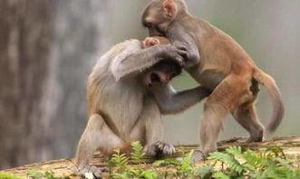 猴子吃瓜打架视频大全,猴子吃瓜打架，欢乐视频大盘点