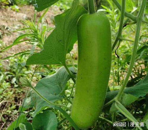 梦见晚上吃瓜,揭秘夜晚吃瓜的神秘寓意