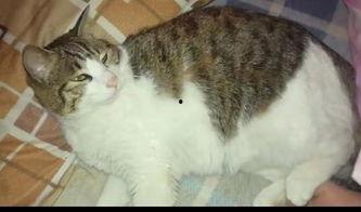 猫咪抢瓜吃,瓜香四溢的欢乐时光