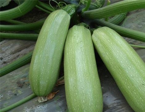 贝贝瓜吃有什么好处,营养美味，健康生活必备佳品