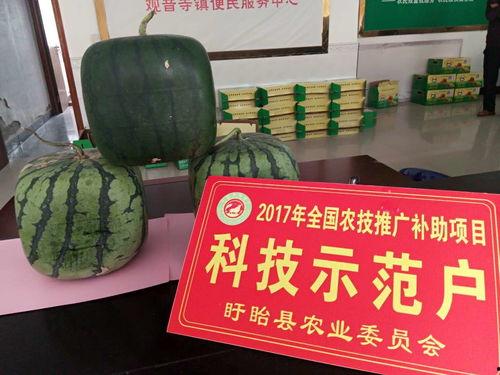 佛瓜干怎么吃,解锁美味新境界