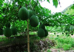 高平吊瓜怎么吃,独特风味，多样食法，尽享美味