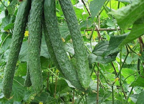 吃瓜的积极作用,揭秘吃瓜背后的积极影响