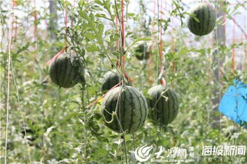 吃瓜51吃瓜视频地址,一场视觉盛宴的精彩回顾