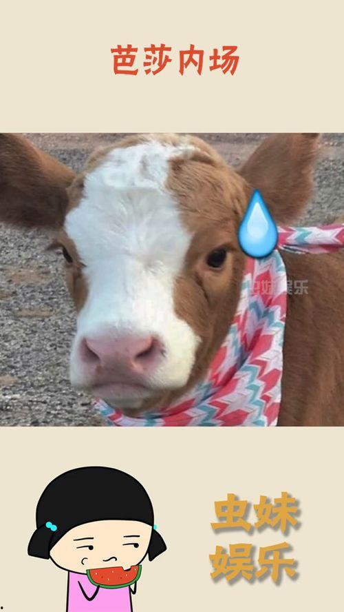 抖音猩猩吃瓜,抖音上这只萌宠的“瓜”界奇观