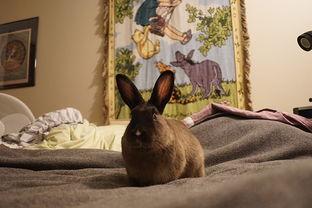 兔子吃洋瓜,一场奇妙的味蕾之旅