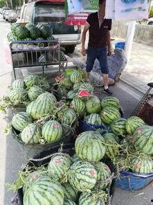 费县园林吃瓜事件,一场引发热议的公共道德风波