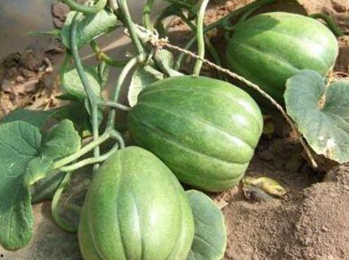 水果圆瓜怎么吃,水果圆瓜的多样美味吃法