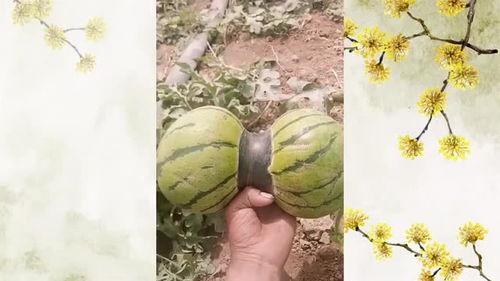 头部吃瓜,揭秘娱乐圈幕后真相