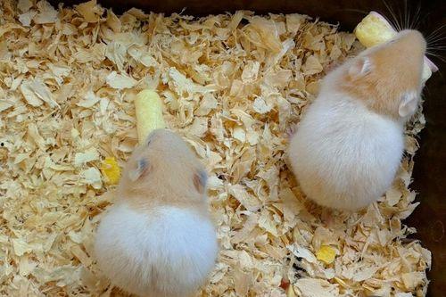 角瓜仓鼠可以吃吗