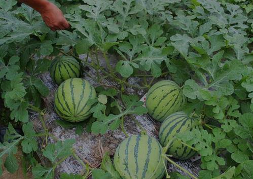 河南理工吃瓜,揭秘校园网络热传的幕后真相