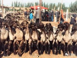 朝阳吃瓜群众2001