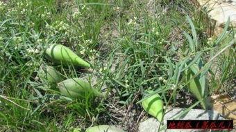 吃蒿瓜什么好处,揭秘吃蒿瓜的五大益处