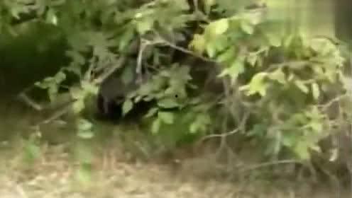 桥鹊吃瓜,揭秘瓜果背后的趣味故事