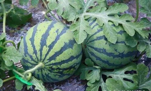 吃熟透的瓜,品味熟透瓜果的甘甜时光