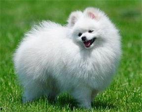 博美犬可以吃蜜瓜吗,蜜瓜是否适宜作为其美食伴侣？