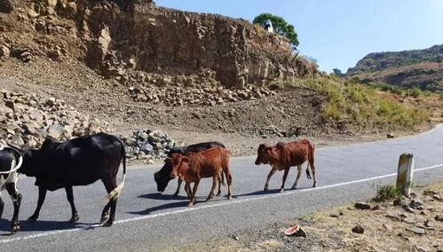 中国边境吃瓜,探寻中国边境的独特风味