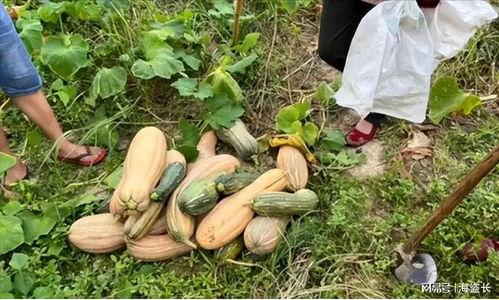 摘瓜了谁吃,谁将品尝这份甜蜜果实？