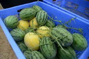 看热闹吃大瓜,瓜分欢乐盛宴！