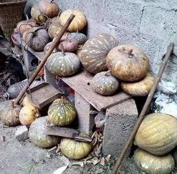 吃瓜小杨巧家,吃瓜小杨探秘巧家美食之旅