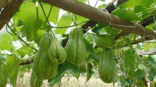 两岁儿童可以吃佛手瓜吗