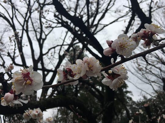 樱花吃瓜群,揭秘网络社交圈的趣味与争议