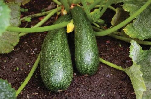 秋天吃秋瓜,秋瓜养生正当时