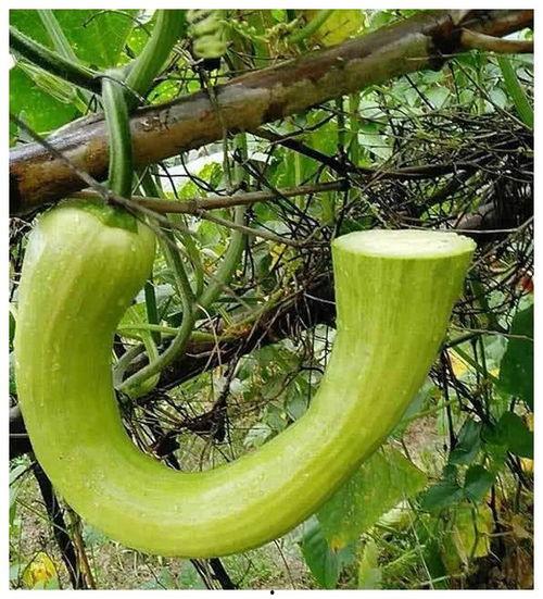 河东院吃瓜  第3张