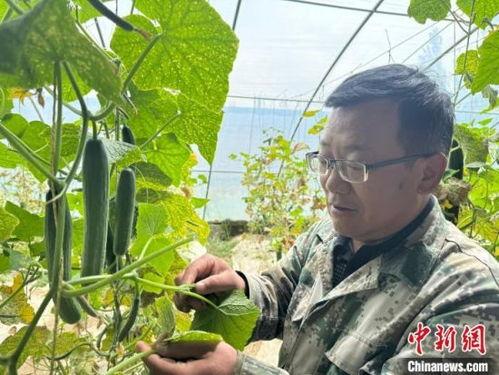 青海格尔木吃瓜事件,青海格尔木“瓜果飘香”美食狂欢事件  第2张