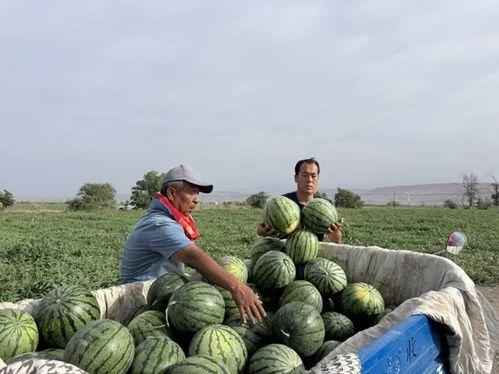 西湖吃瓜现场,夏日街头美食盛宴 第2张 西湖吃瓜现场,夏日街头美食盛宴 第2张